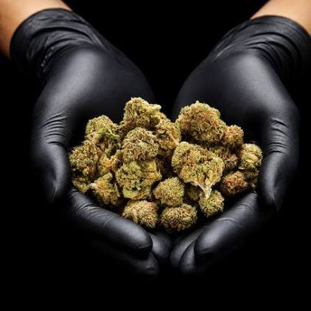 OG Kush