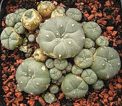 Peyote